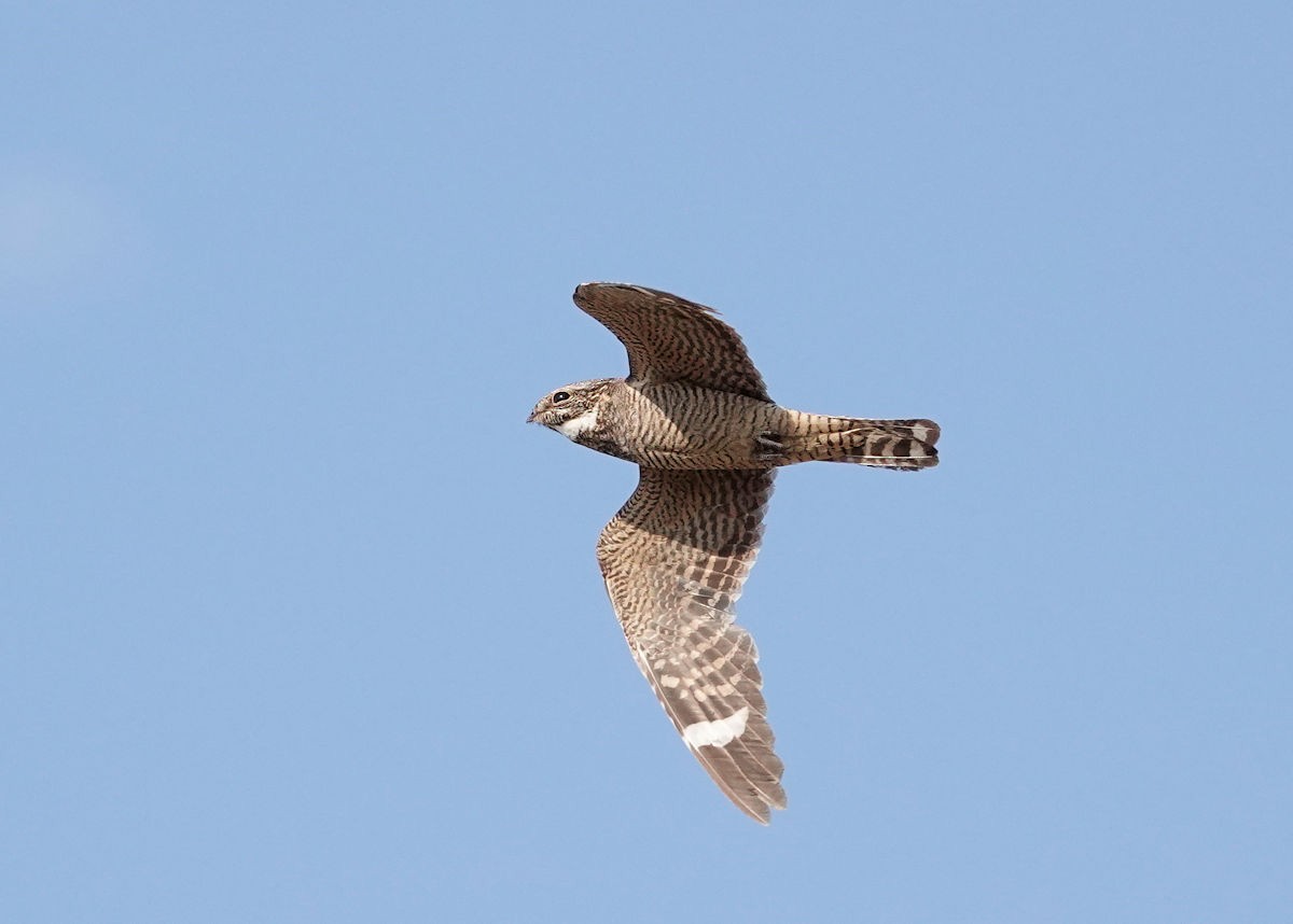 Lesser Nighthawk - ML620392655