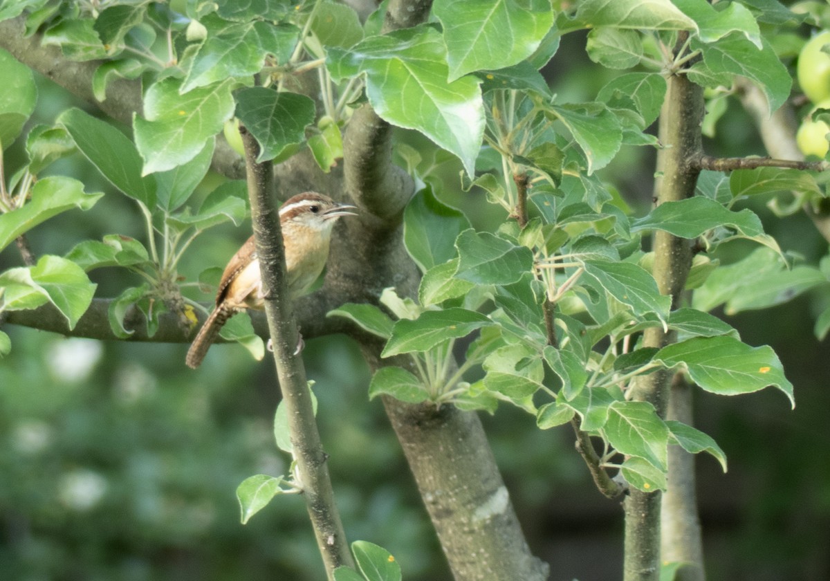 Carolina Wren - ML620392658