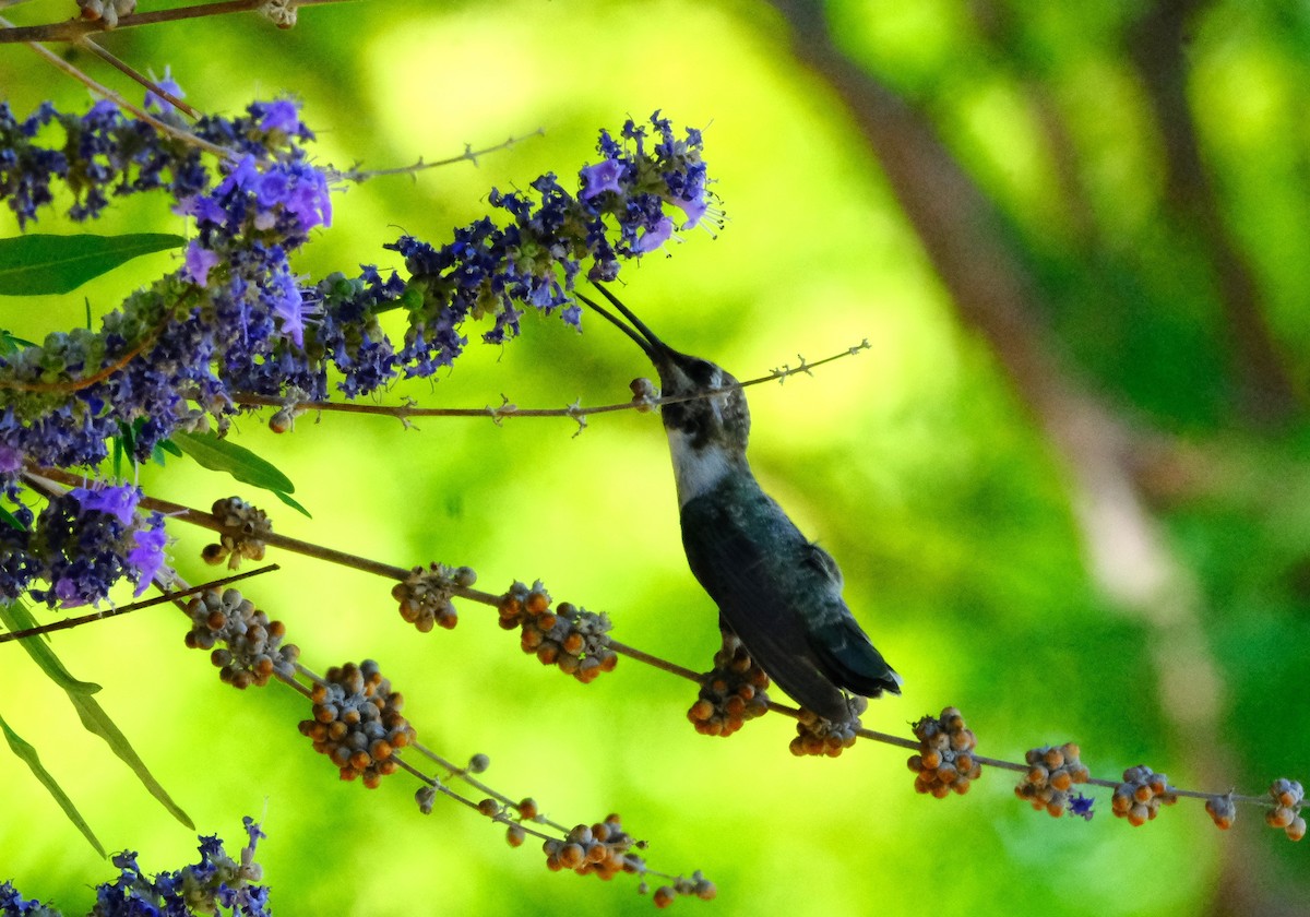 Costa's Hummingbird - ML620392671
