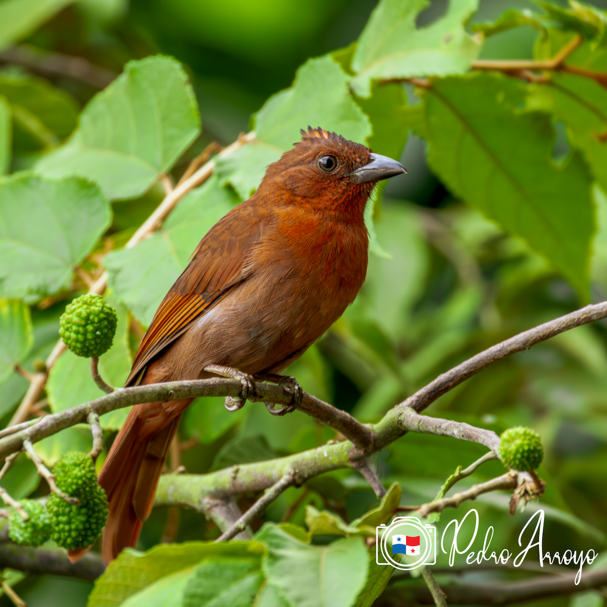 Red-crowned Ant-Tanager - ML620392672