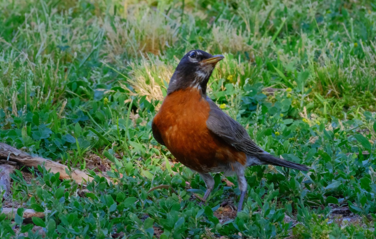 American Robin - ML620392675