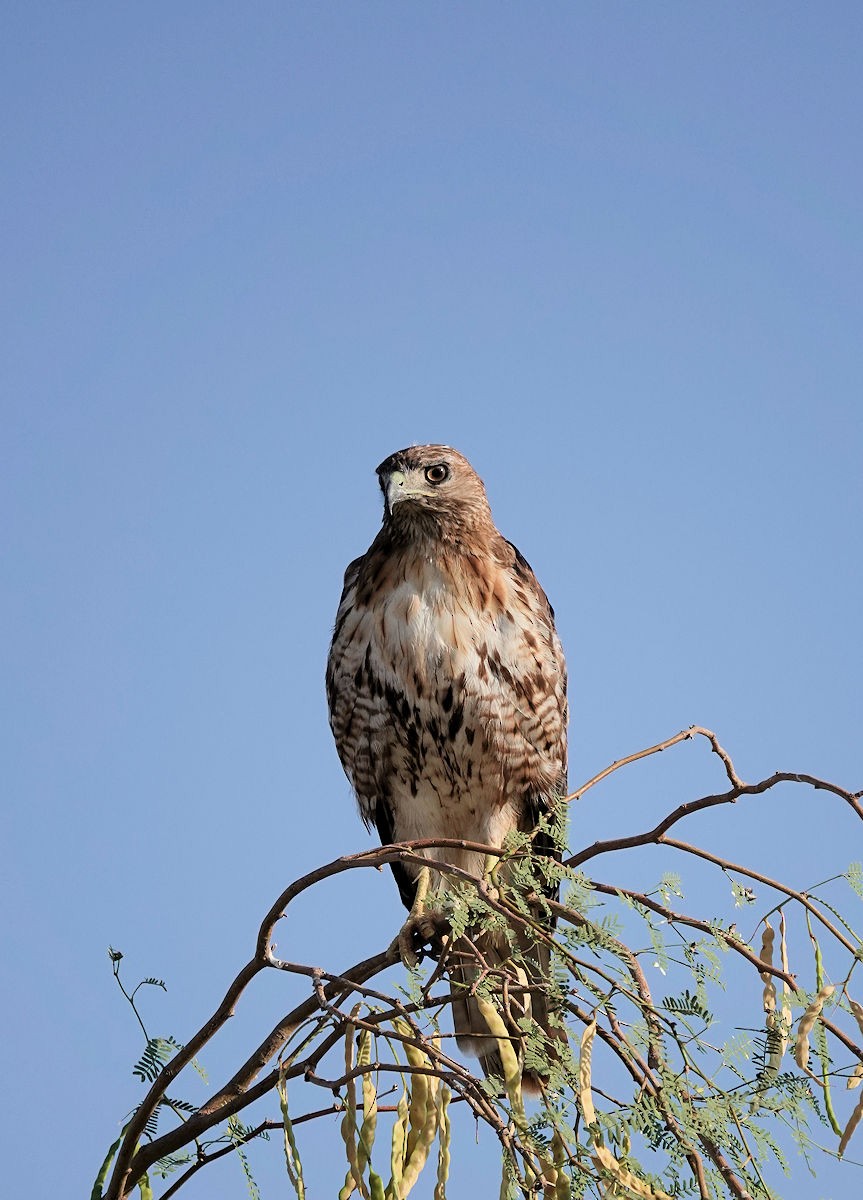 Red-tailed Hawk - ML620392678