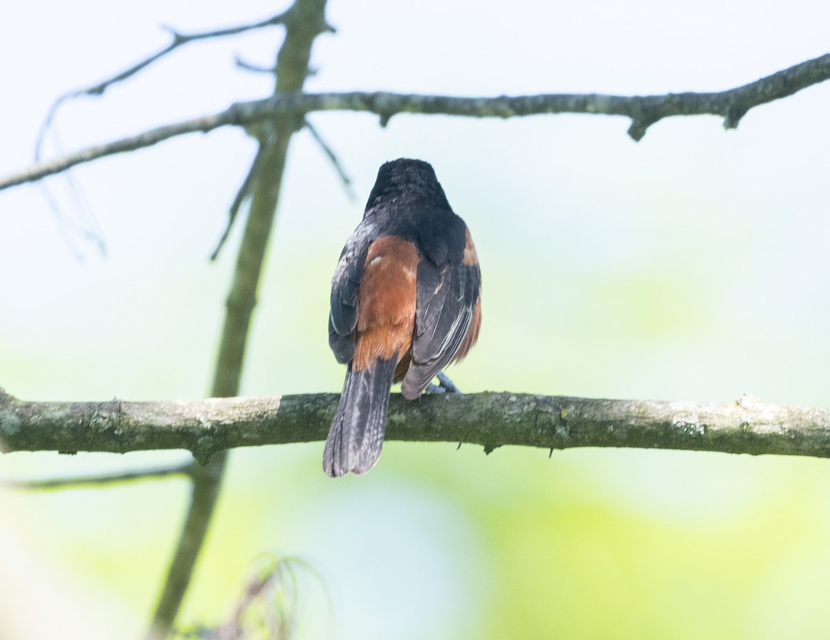 Orchard Oriole - ML620392680