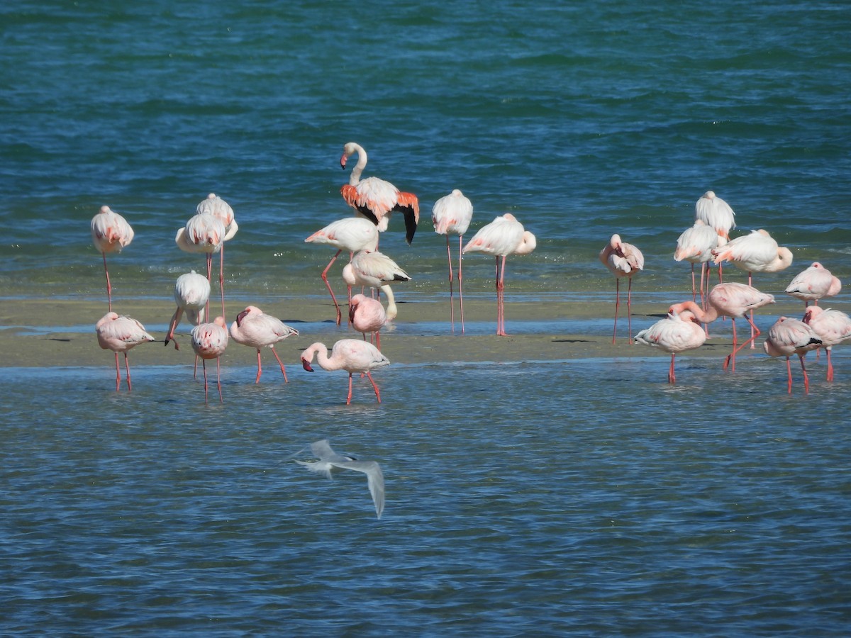 Greater Flamingo - ML620392682