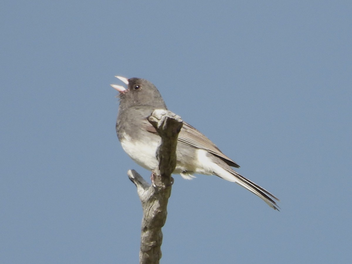 Dark-eyed Junco - Jenny Young