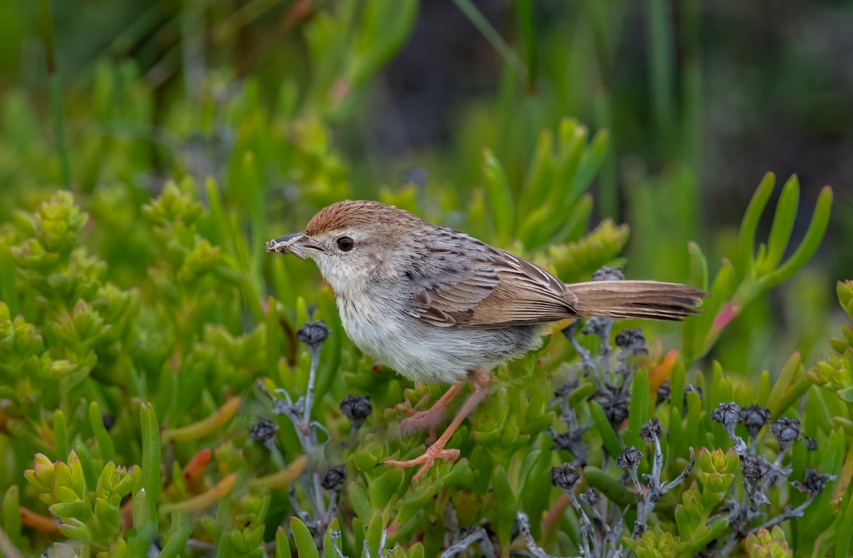 Red-headed Cisticola (Red-headed) - ML620392689