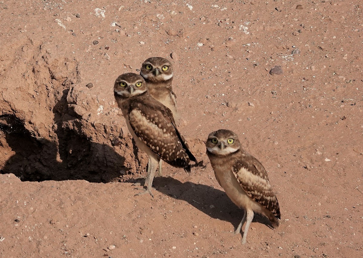 Burrowing Owl - Henry Detwiler