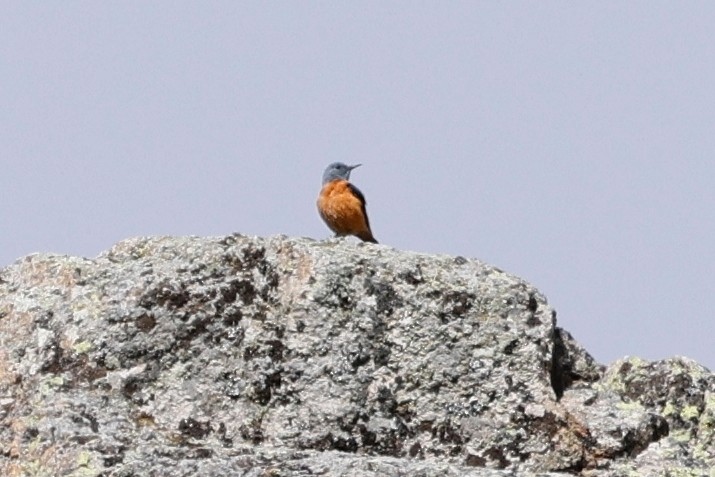 Rufous-tailed Rock-Thrush - ML620392698