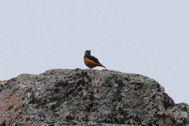 Rufous-tailed Rock-Thrush - Denis Tétreault