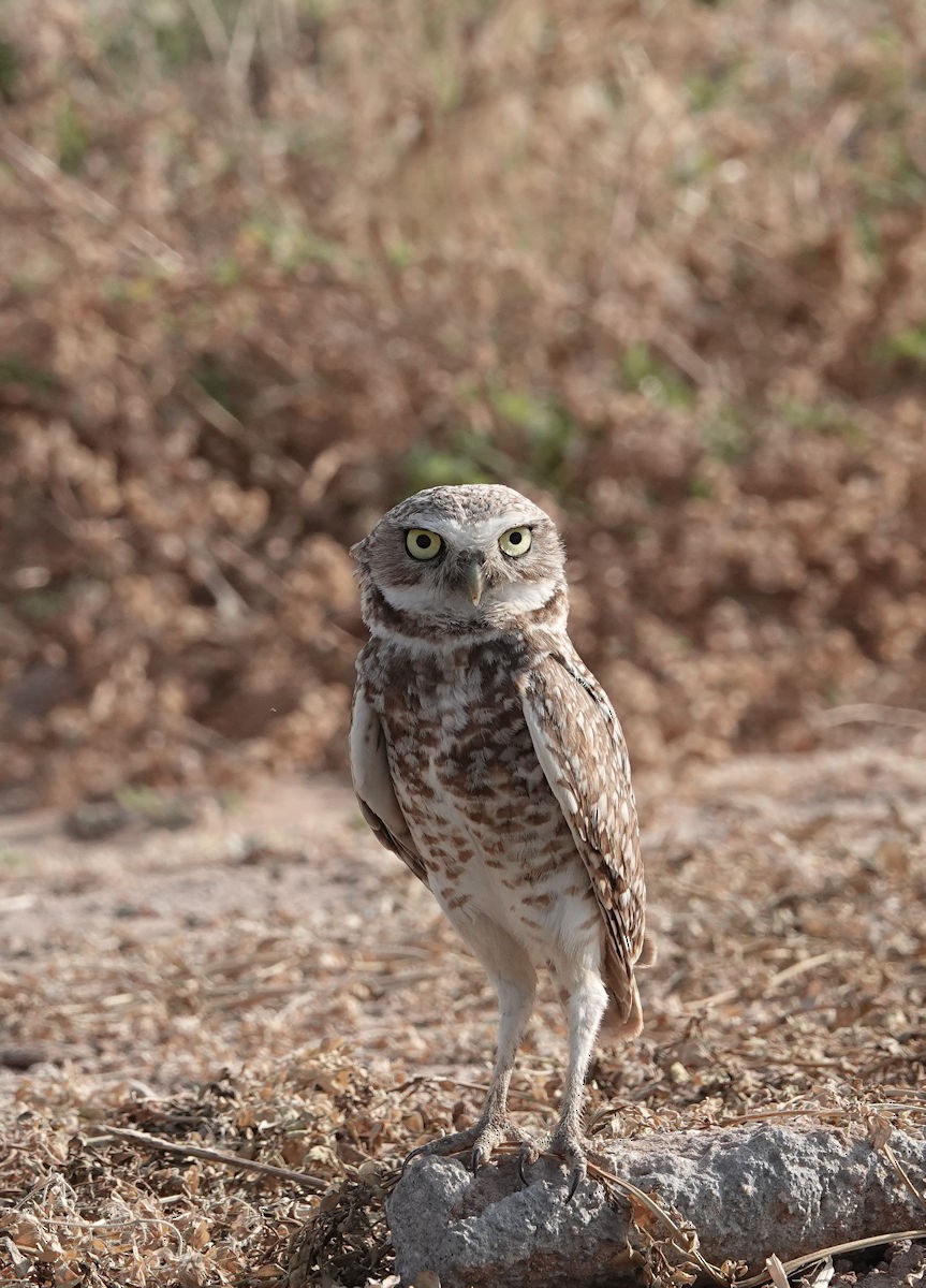 Burrowing Owl - ML620392701