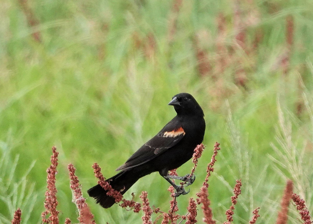 Red-winged Blackbird - ML620392709