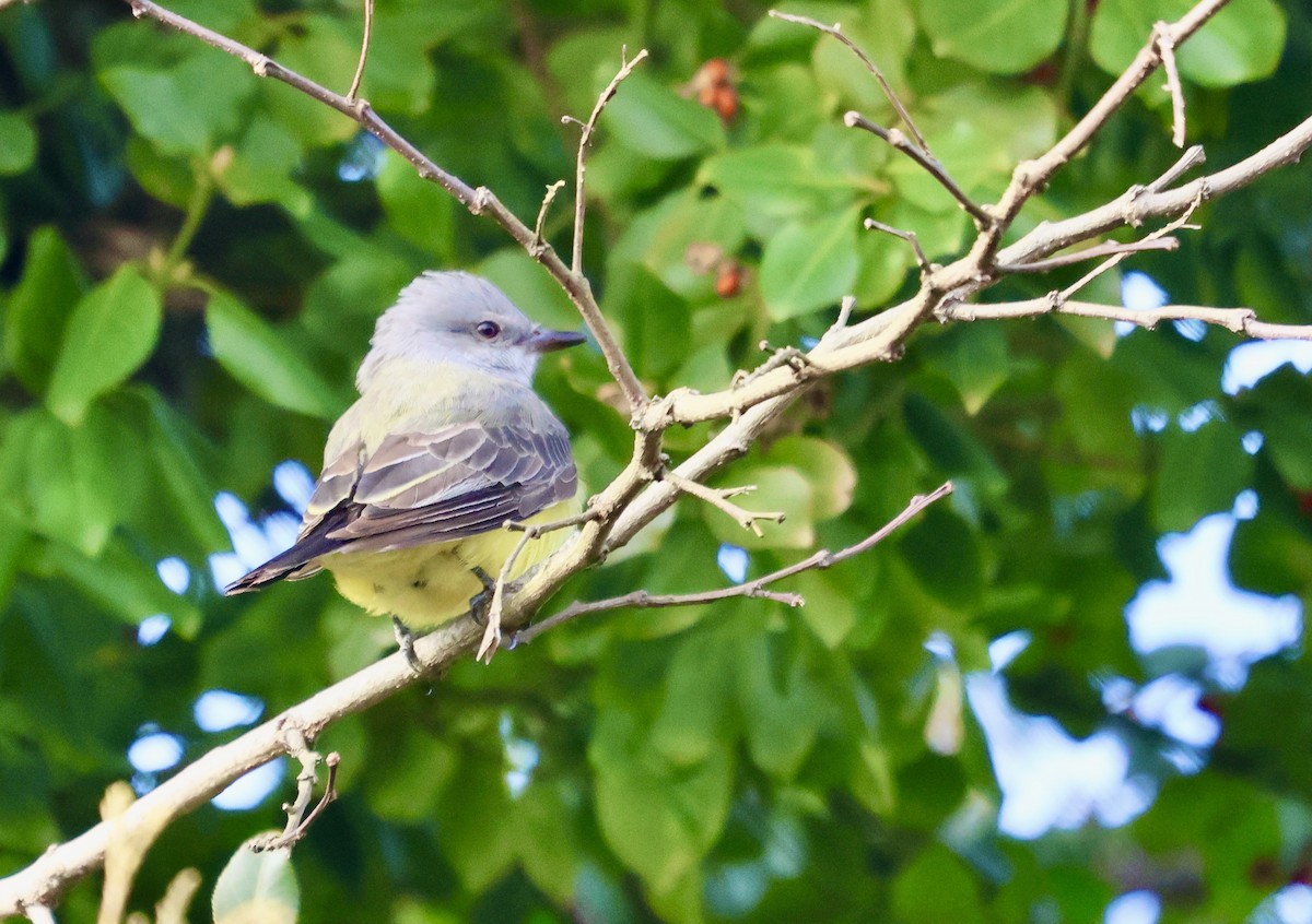 Western Kingbird - ML620392722