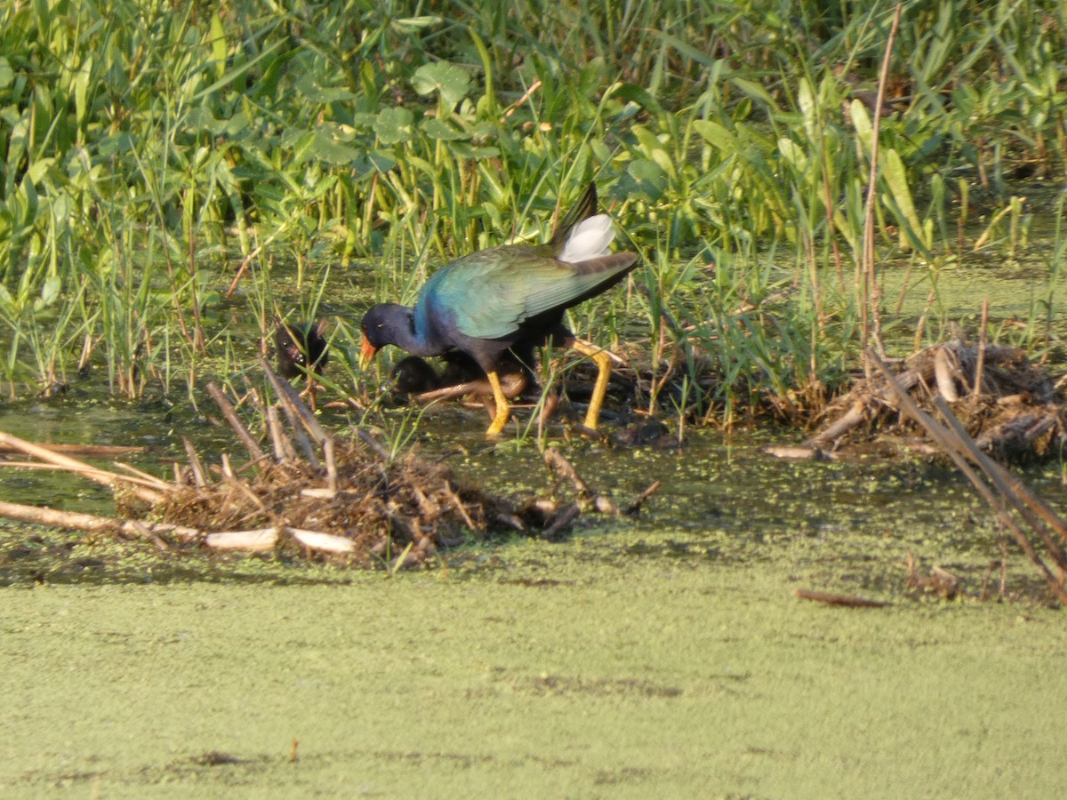 Purple Gallinule - Gerald Schill