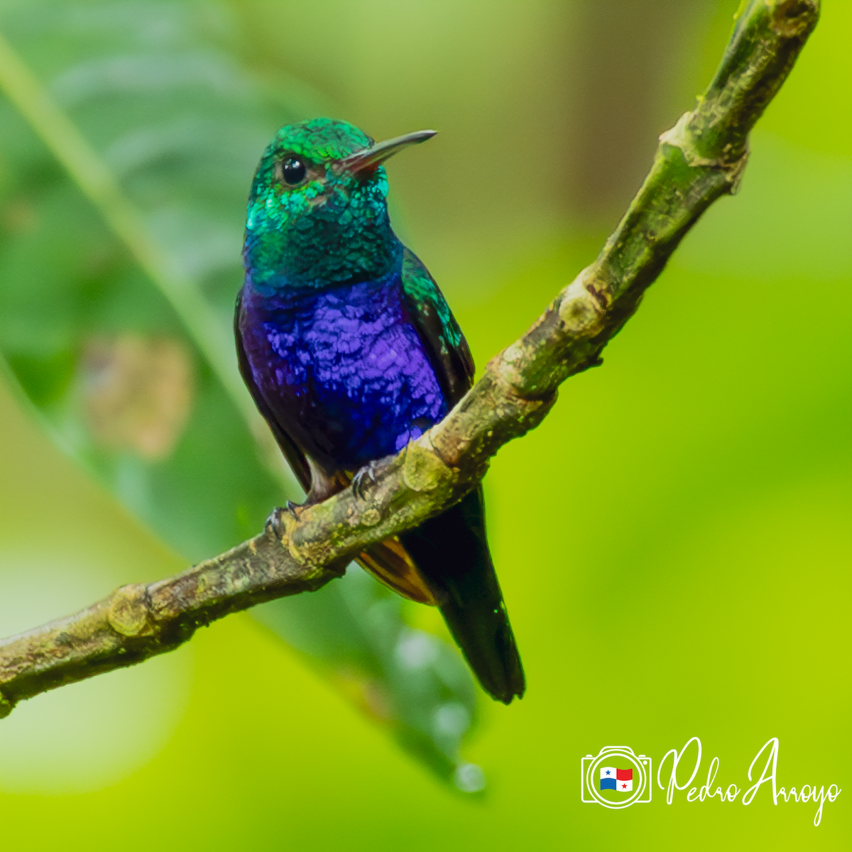Violet-bellied Hummingbird - ML620392736