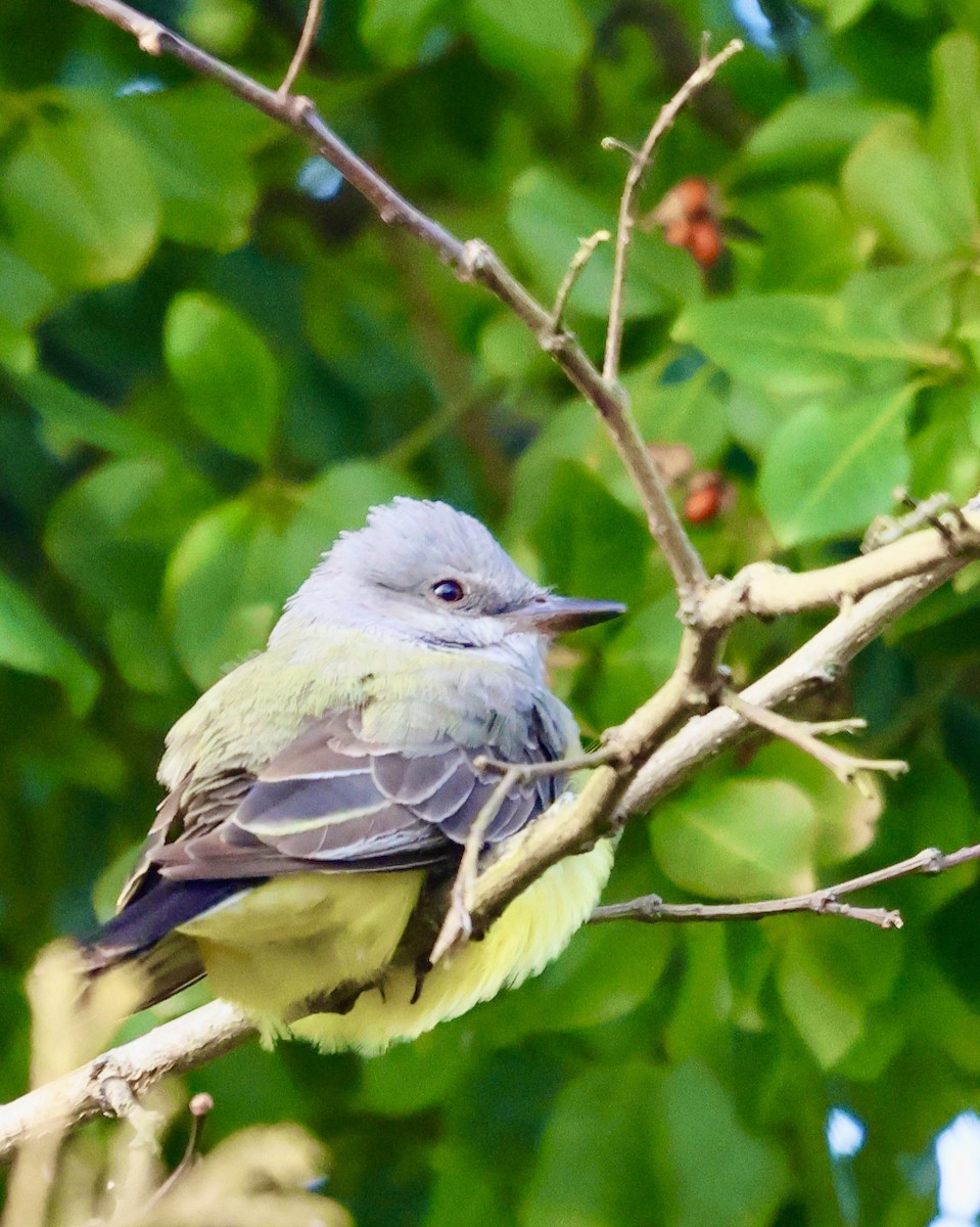 Western Kingbird - ML620392740