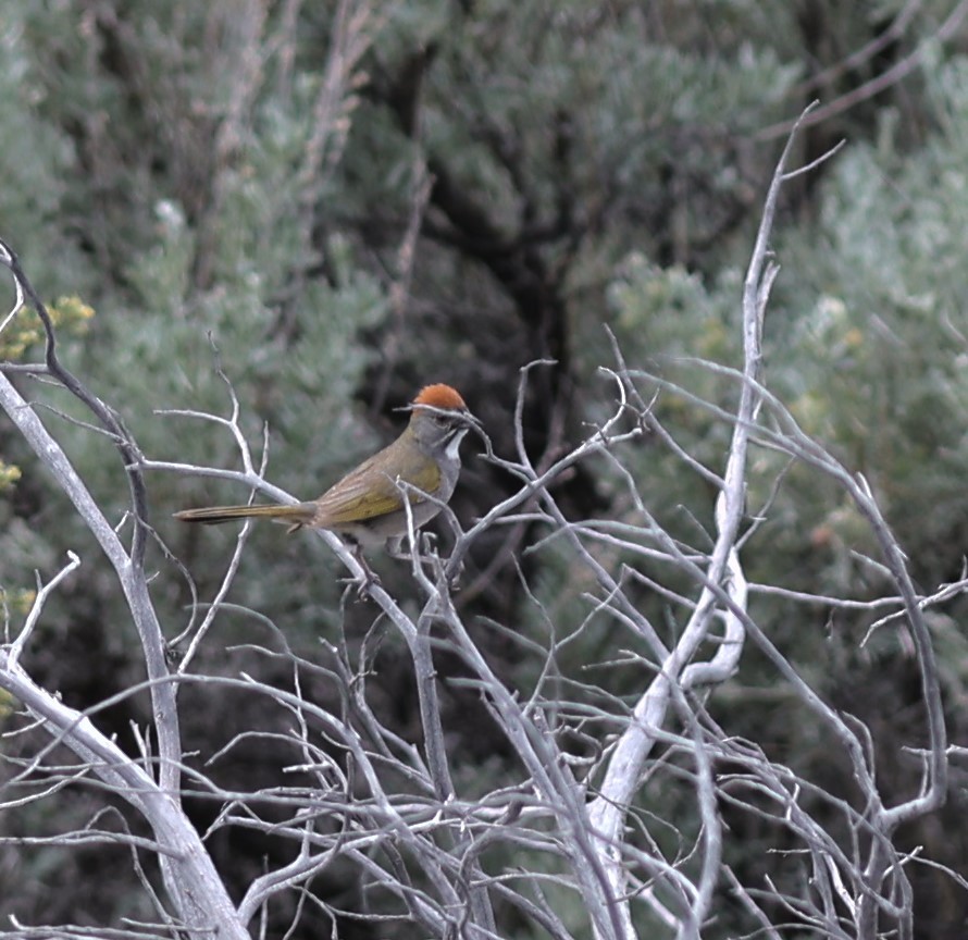 Green-tailed Towhee - Will Wright