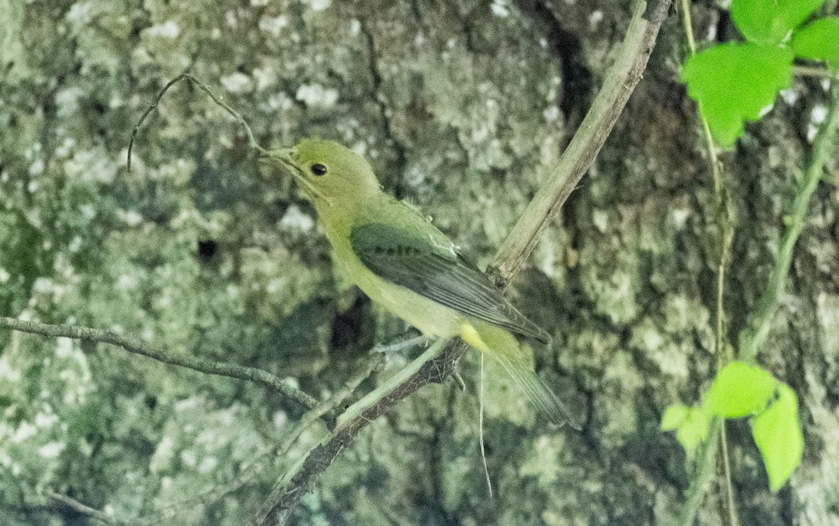 Piranga Escarlata - ML620392771