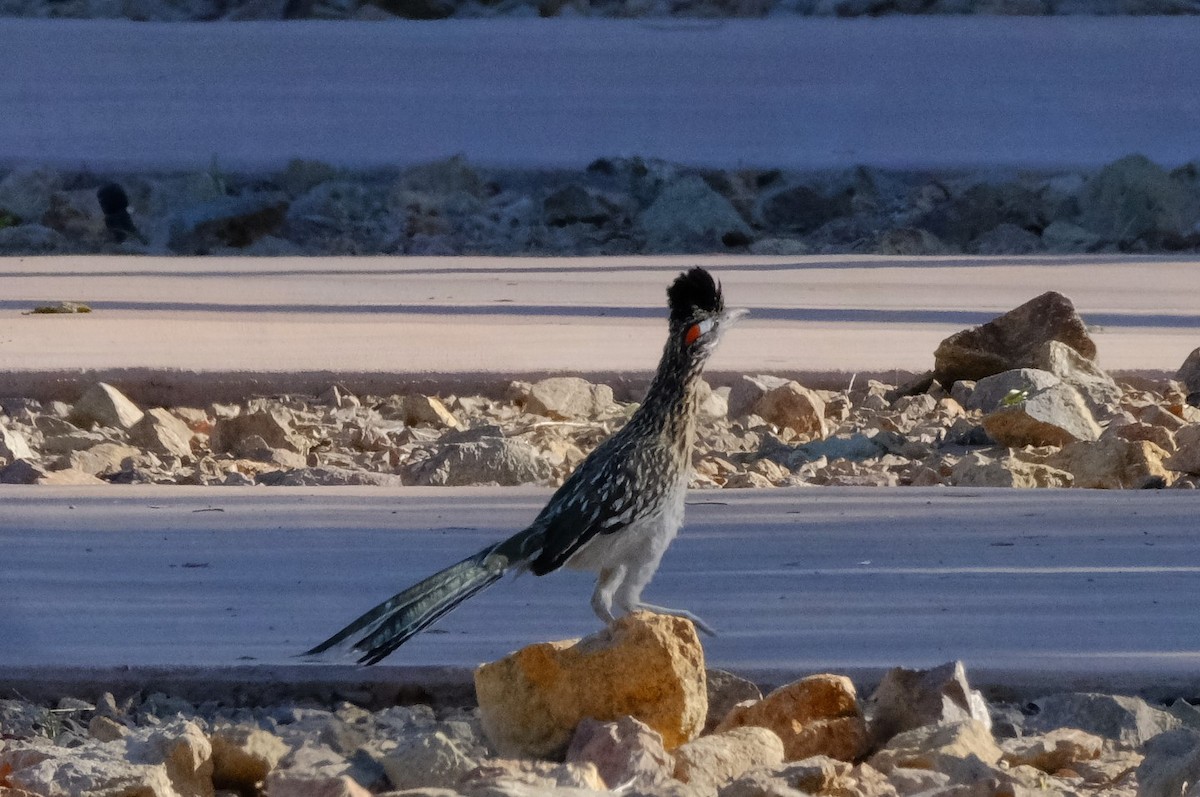 Greater Roadrunner - ML620392772