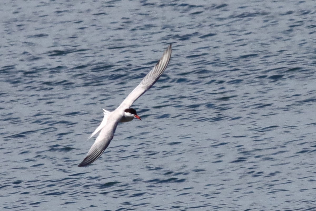 Common Tern - ML620392781