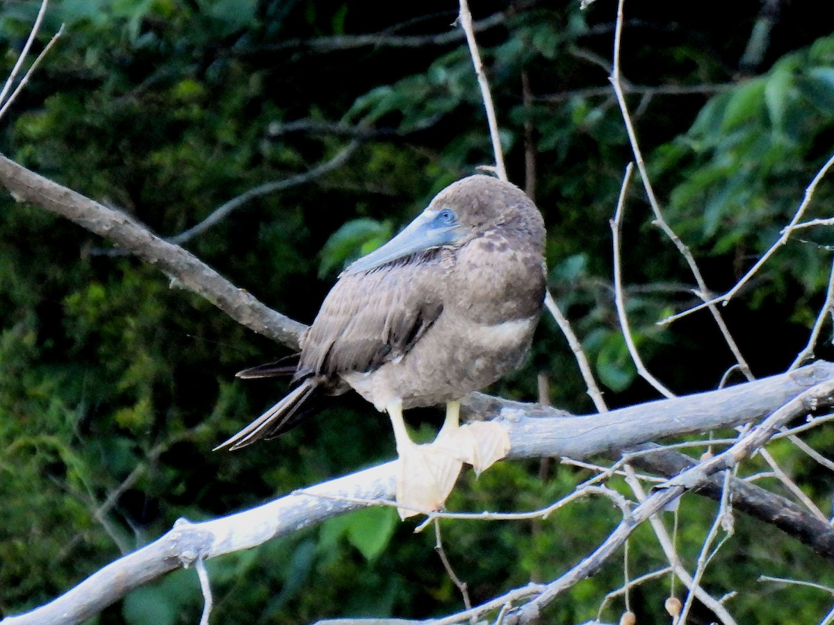 Brown Booby - ML620392787