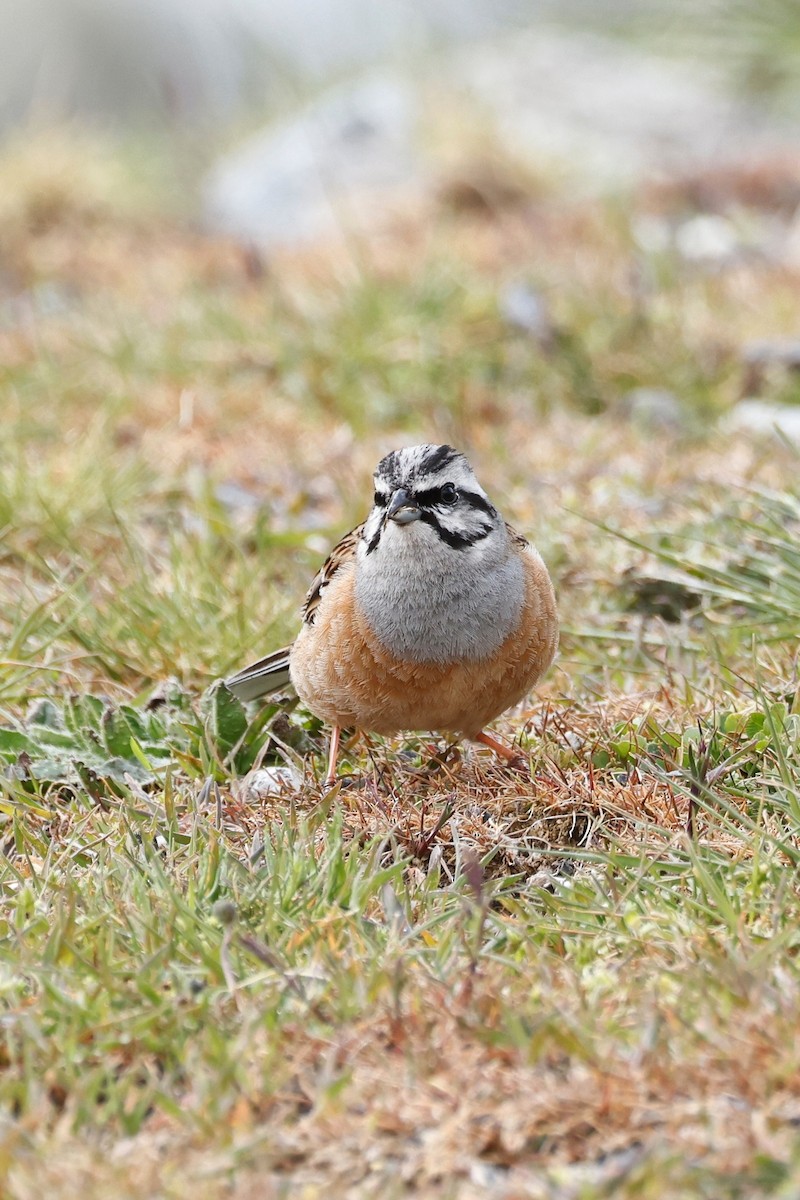 Rock Bunting - ML620392791