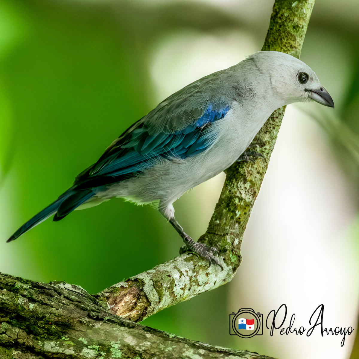 Blue-gray Tanager - ML620392792