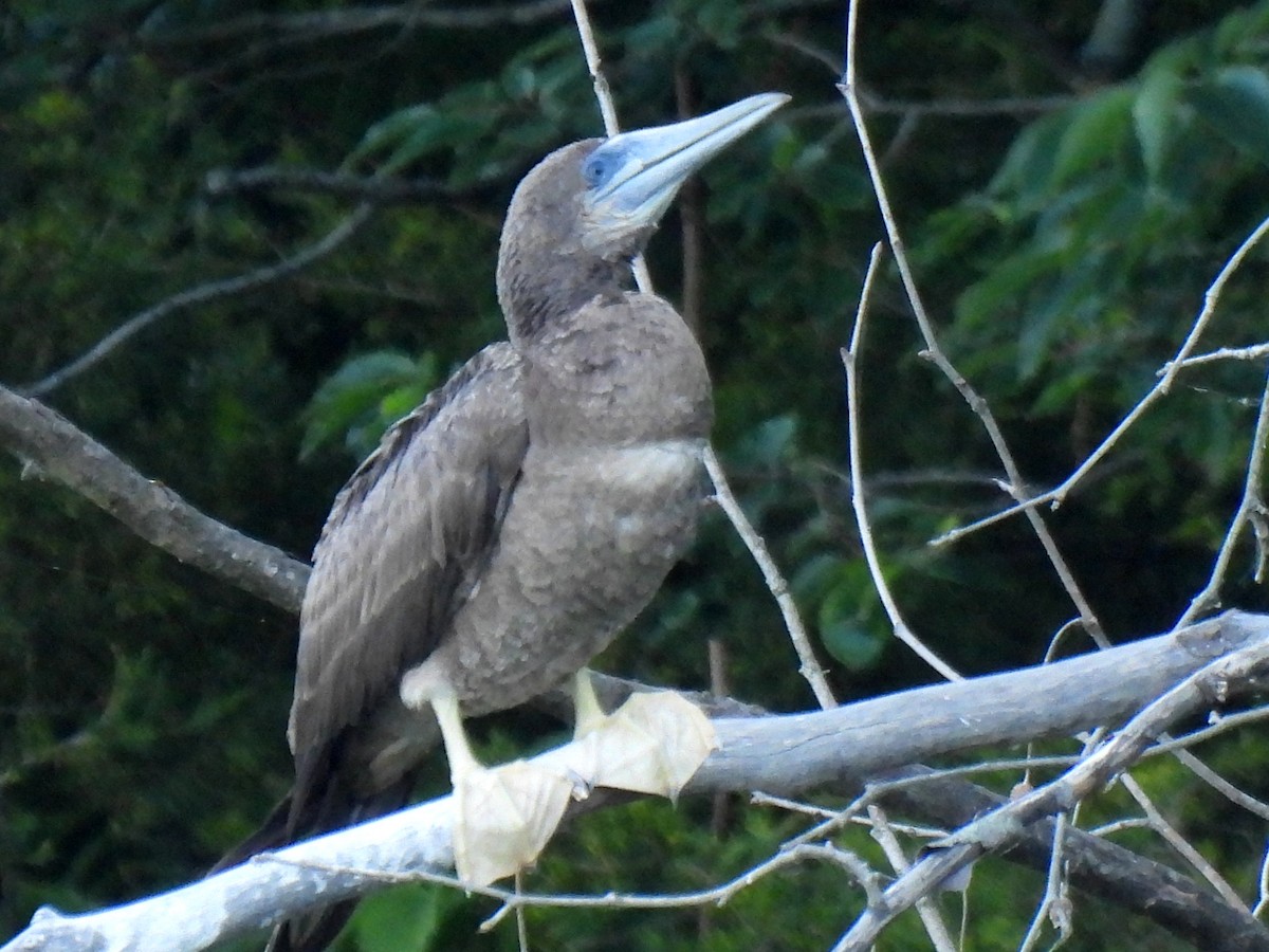 Brown Booby - ML620392802