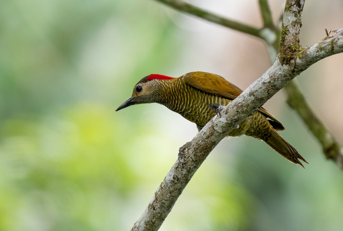 Golden-olive Woodpecker - ML620392811