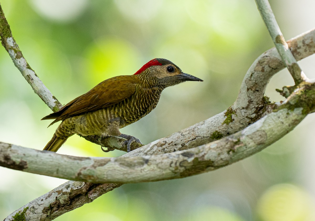 Golden-olive Woodpecker - ML620392814