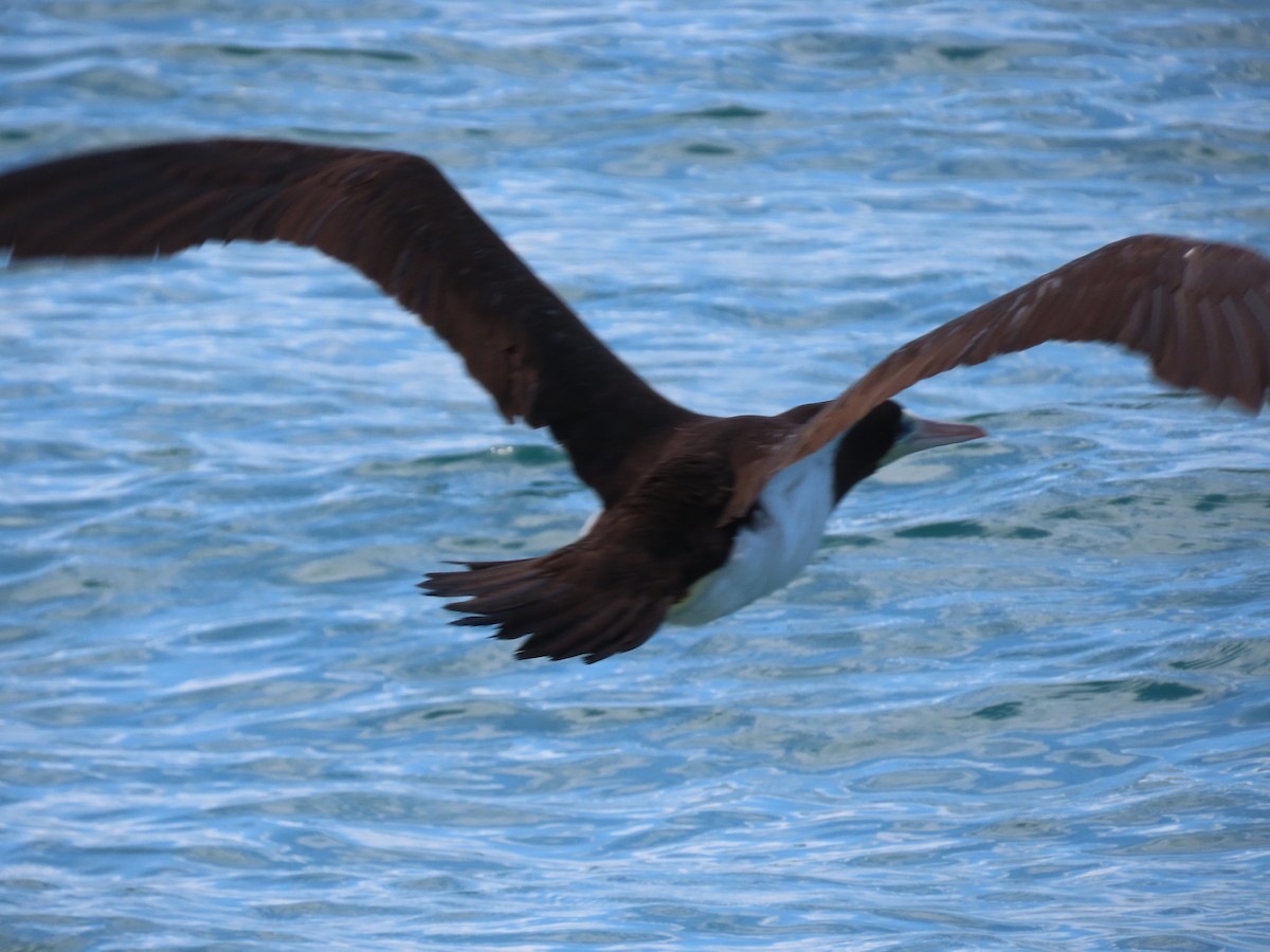 Brown Booby - ML620392815