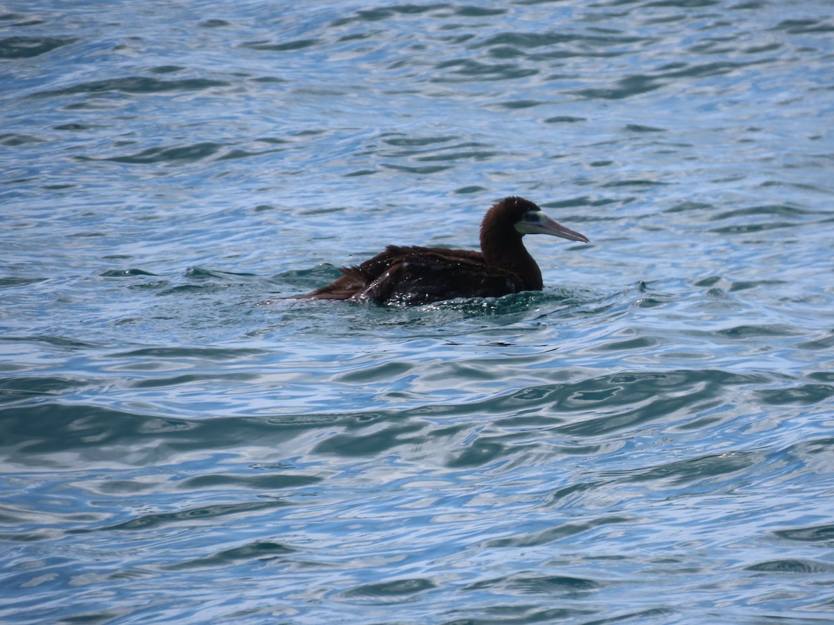 Brown Booby - ML620392816