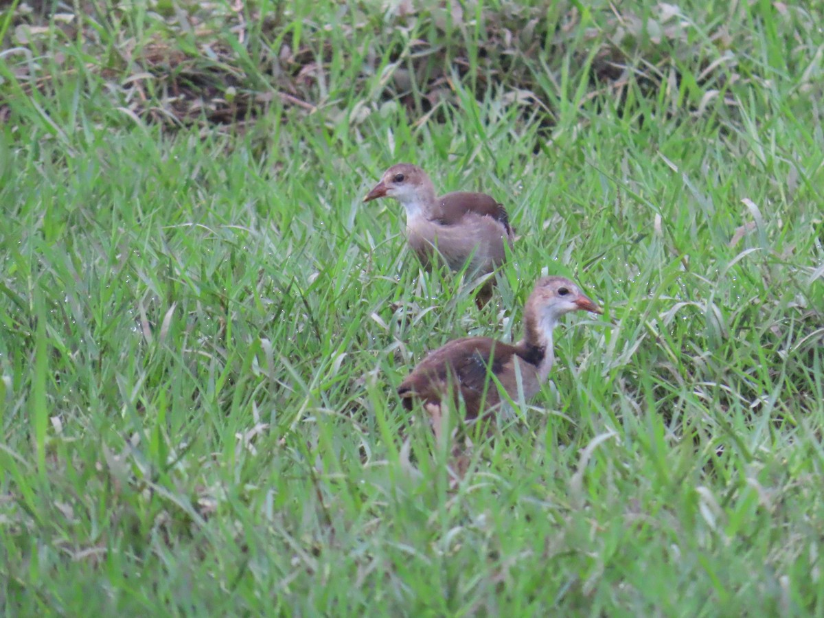 Eurasian Moorhen - ML620392819