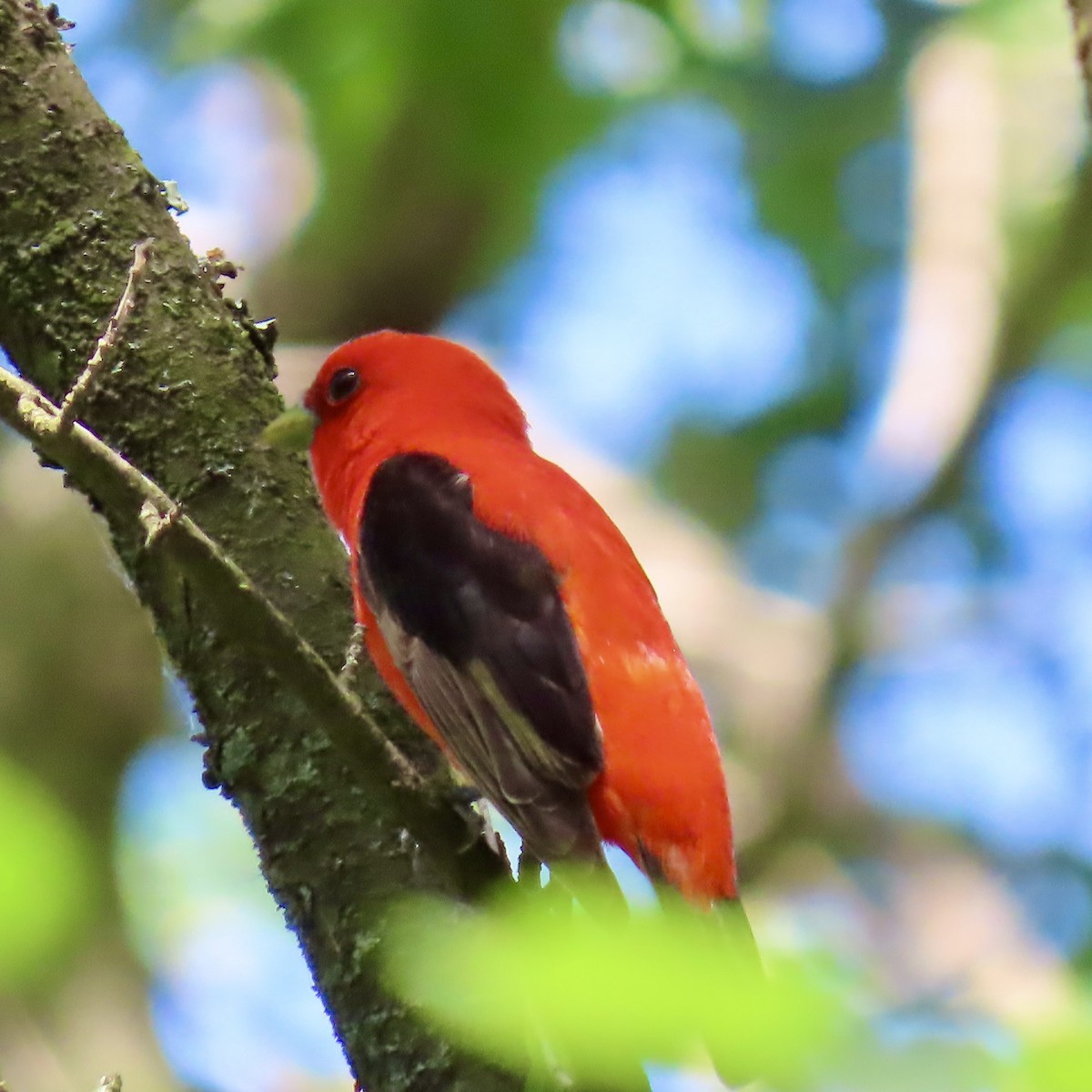 Scarlet Tanager - ML620392838