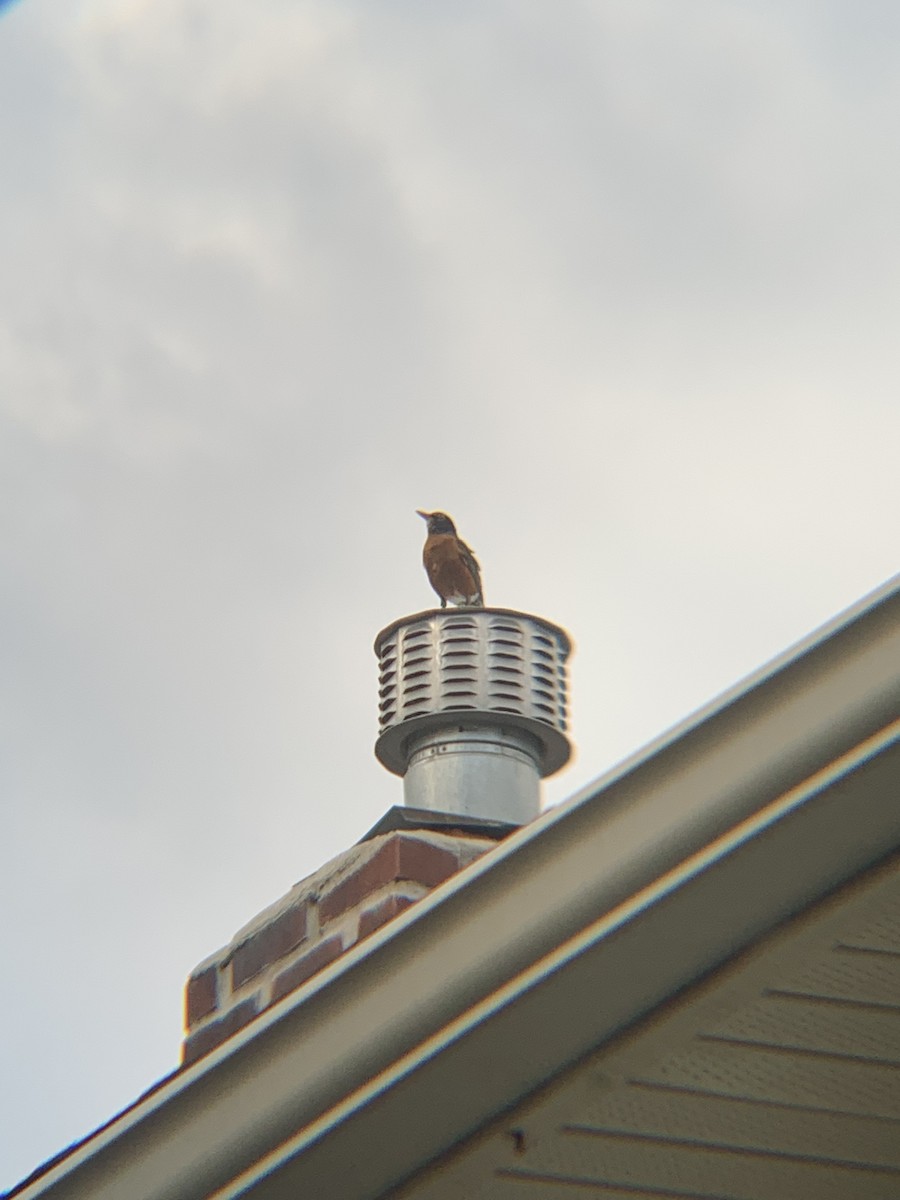 American Robin - ML620392844