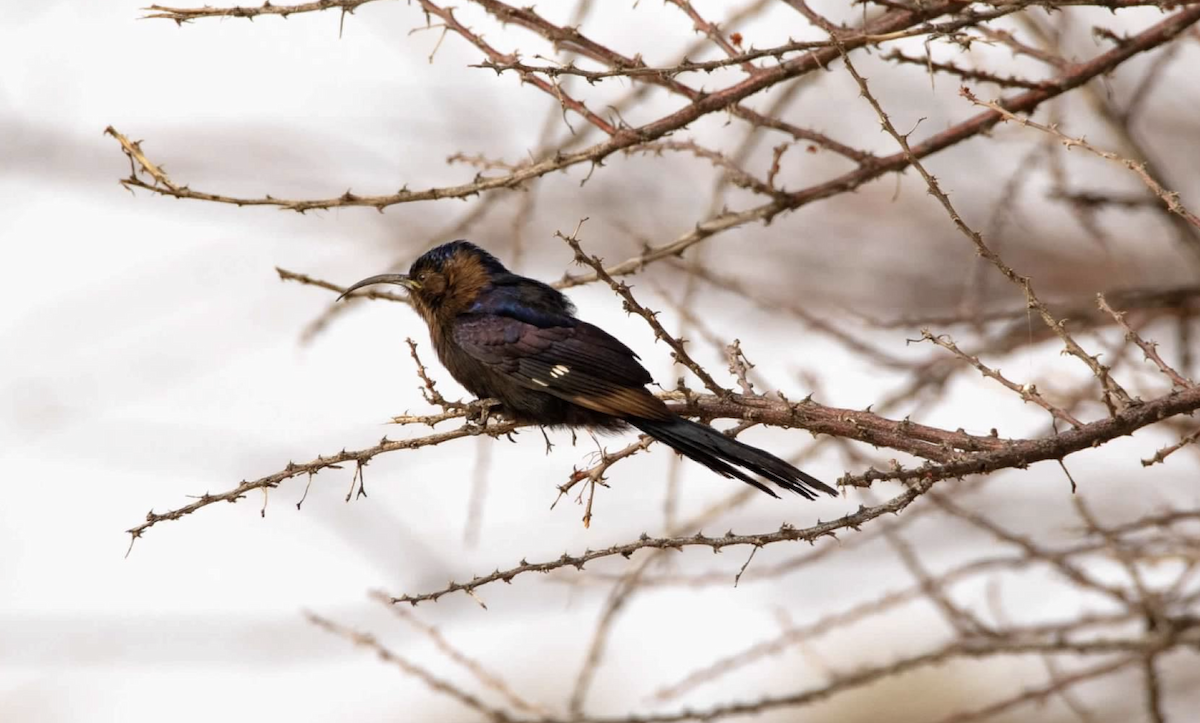 Common Scimitarbill - sheila rowe