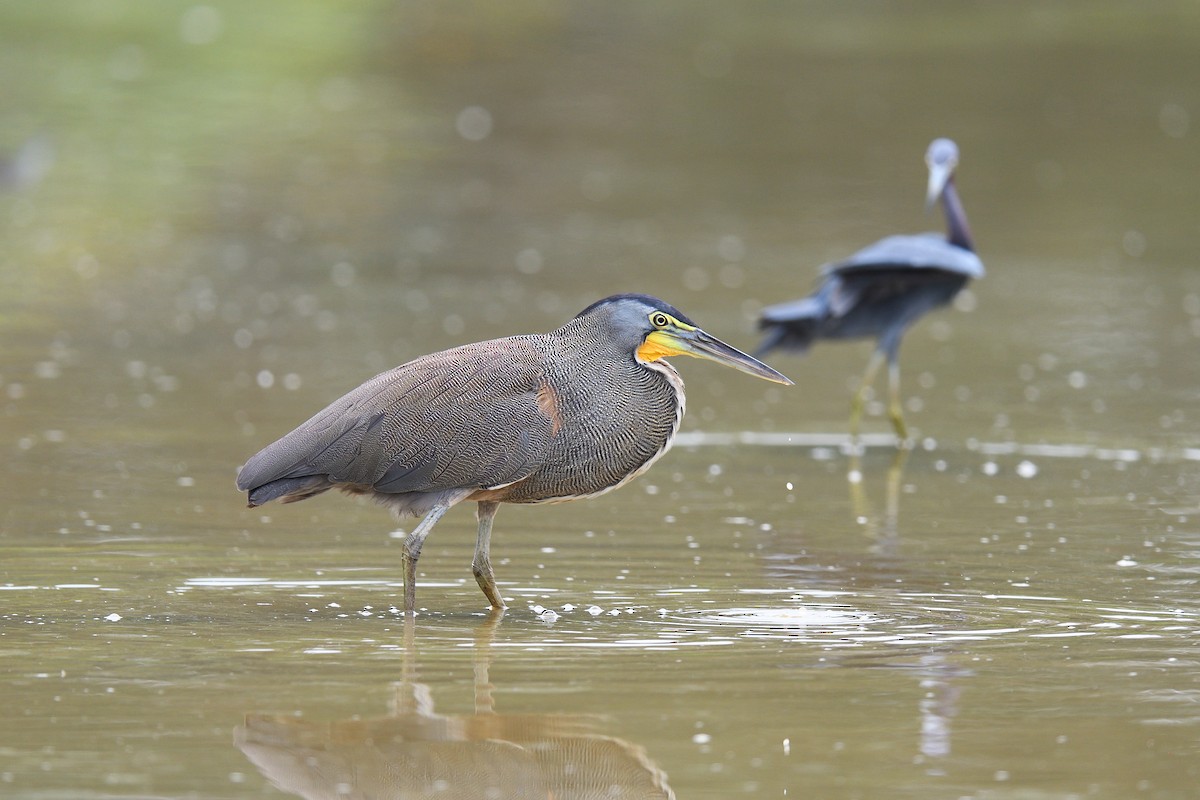 Bare-throated Tiger-Heron - ML620392852