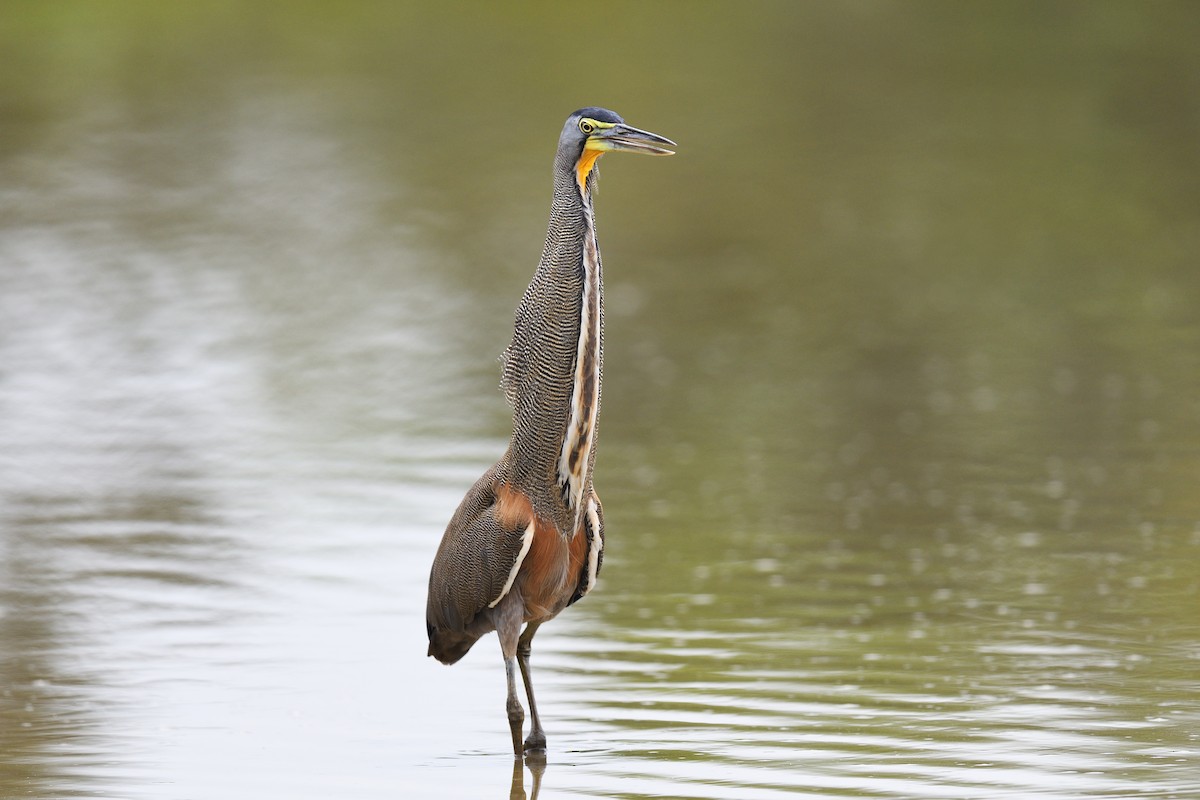 Bare-throated Tiger-Heron - ML620392855