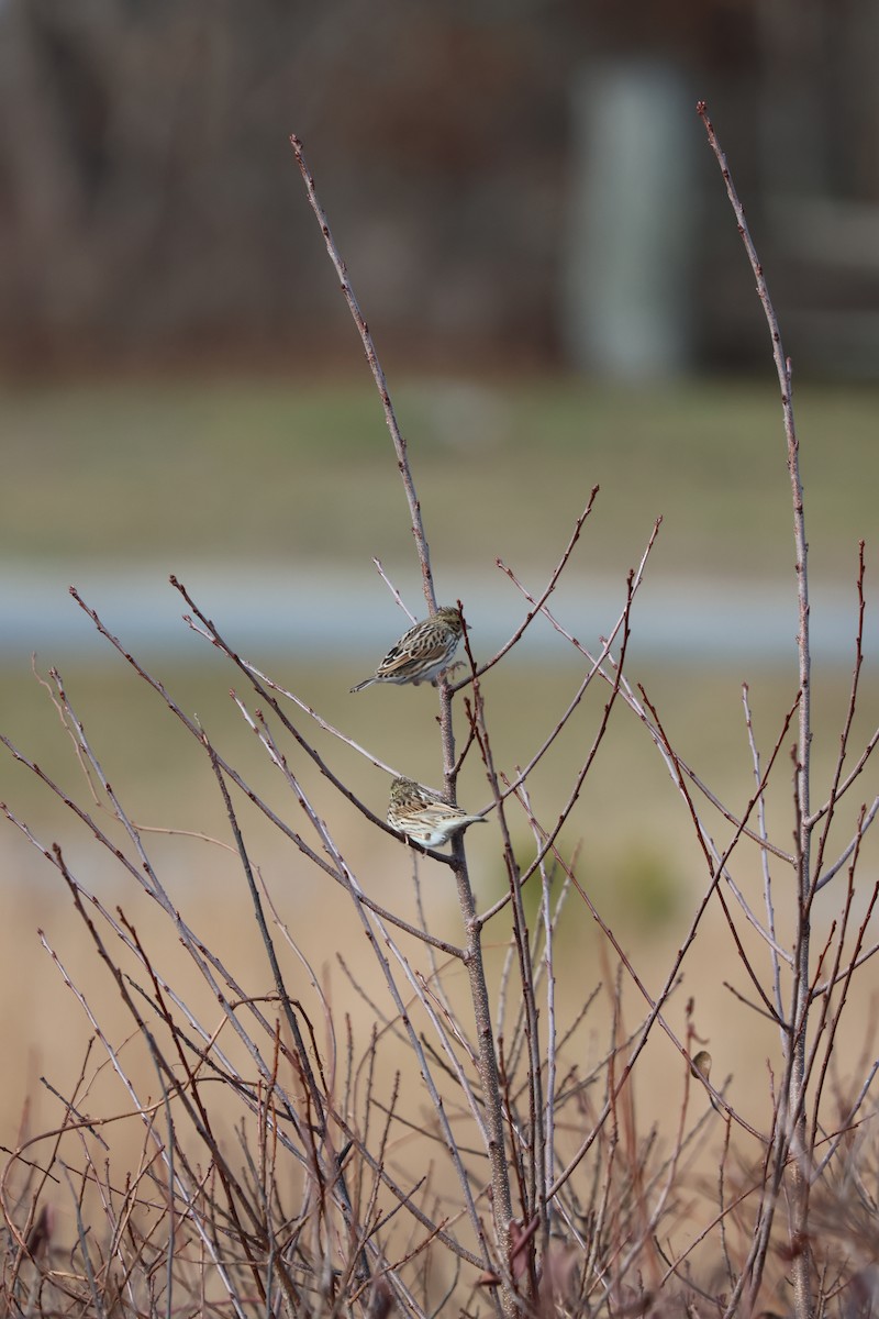 Savannah Sparrow - ML620392860