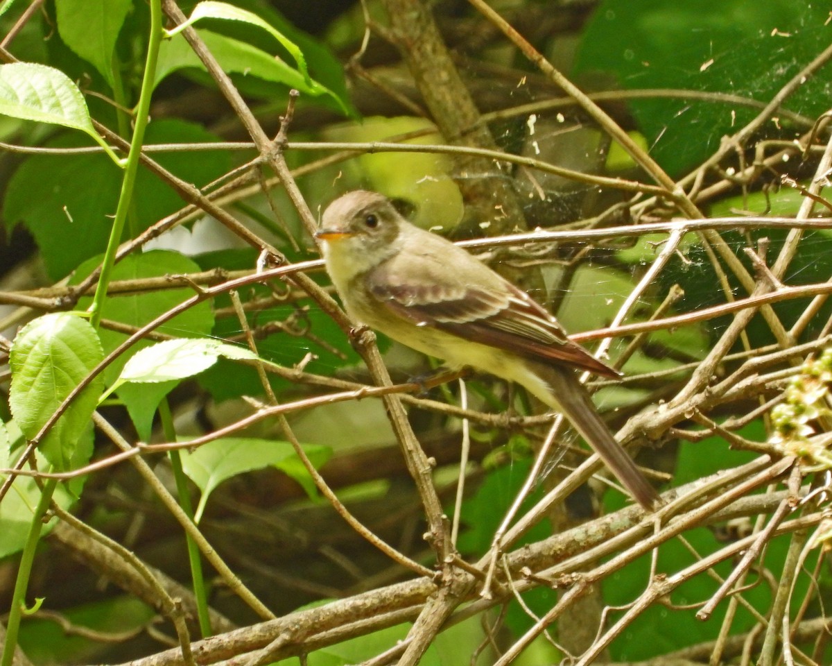 Eastern Wood-Pewee - ML620392864