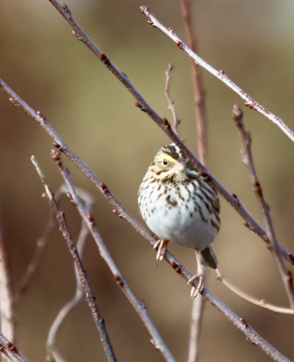 Savannah Sparrow - ML620392869