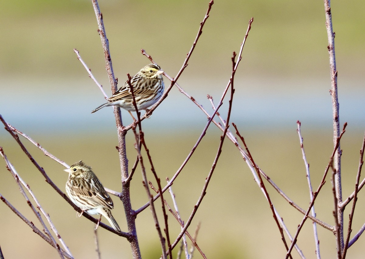 Savannah Sparrow - ML620392884