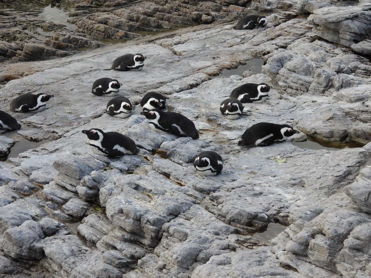 Pingüino de El Cabo - ML620392886