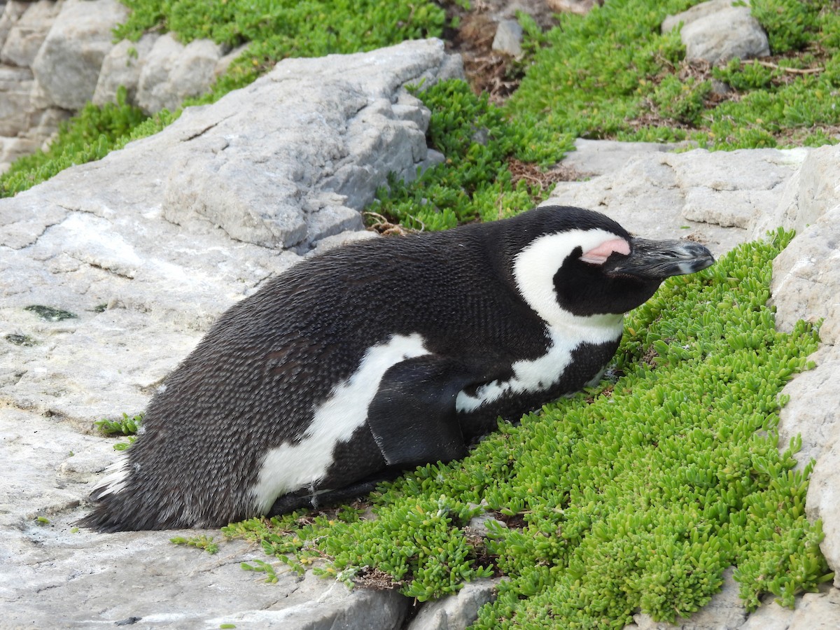 Pingüino de El Cabo - ML620392887