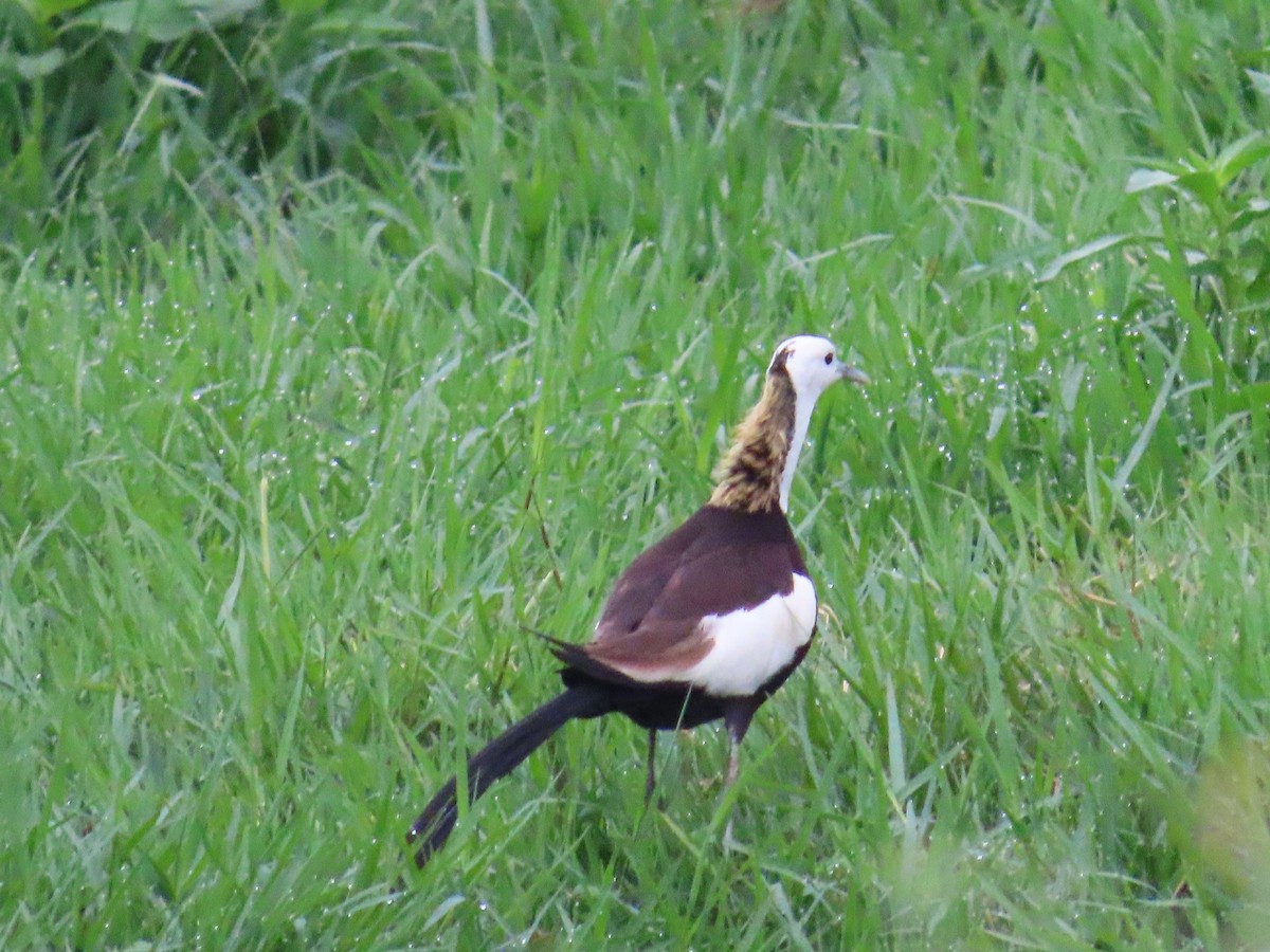 Pheasant-tailed Jacana - ML620392888