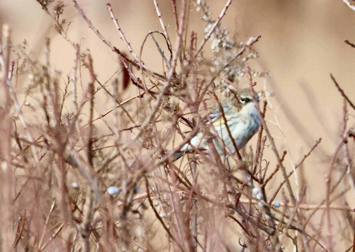 Yellow-rumped Warbler - Lisa Goodwin