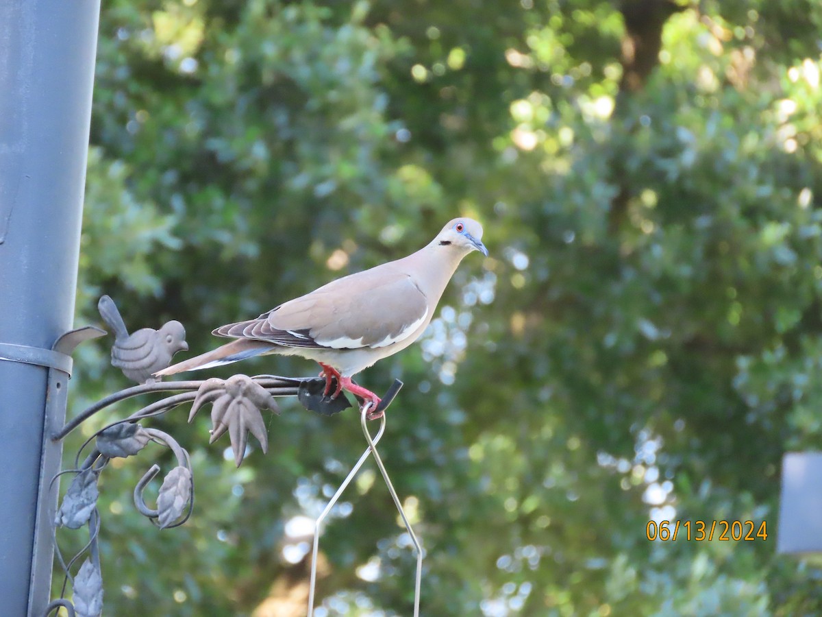White-winged Dove - ML620392896