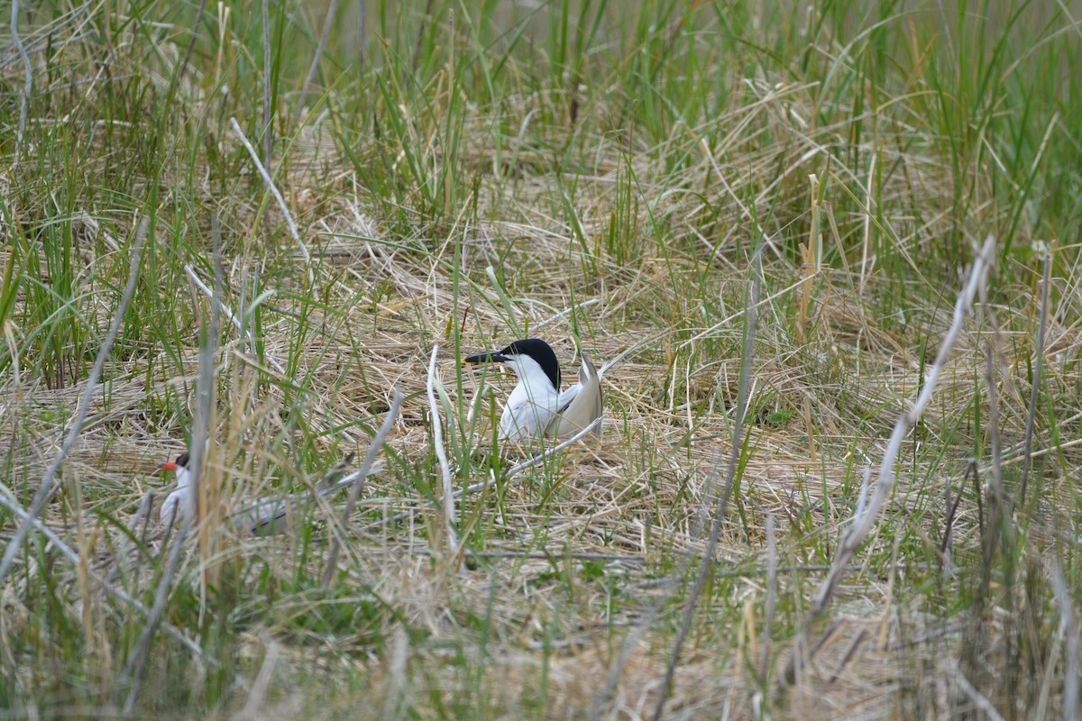 Sandwich Tern - ML620392899