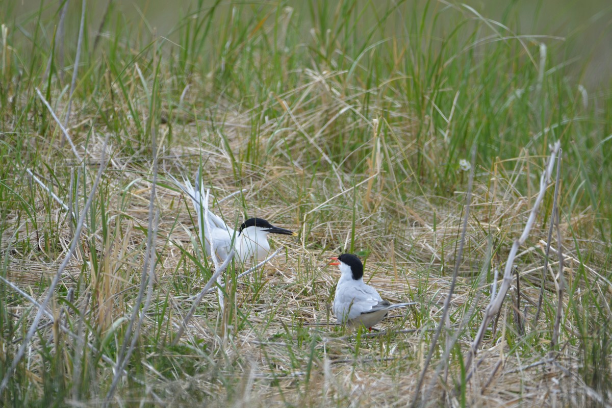 Sandwich Tern - Catherine Capkun-Huot