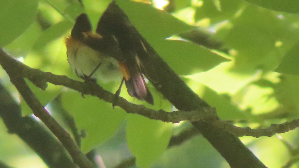 American Redstart - ML620392912