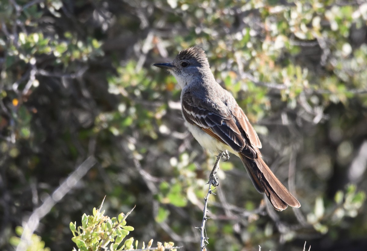 Ash-throated Flycatcher - ML620392914